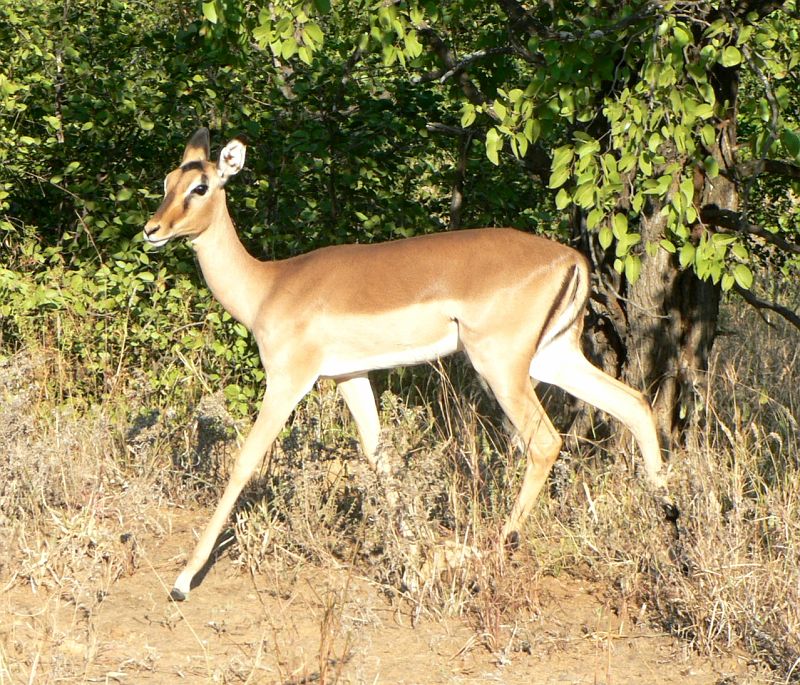 JAR 027_gaz.JPG - Jedna Impala zblízka.